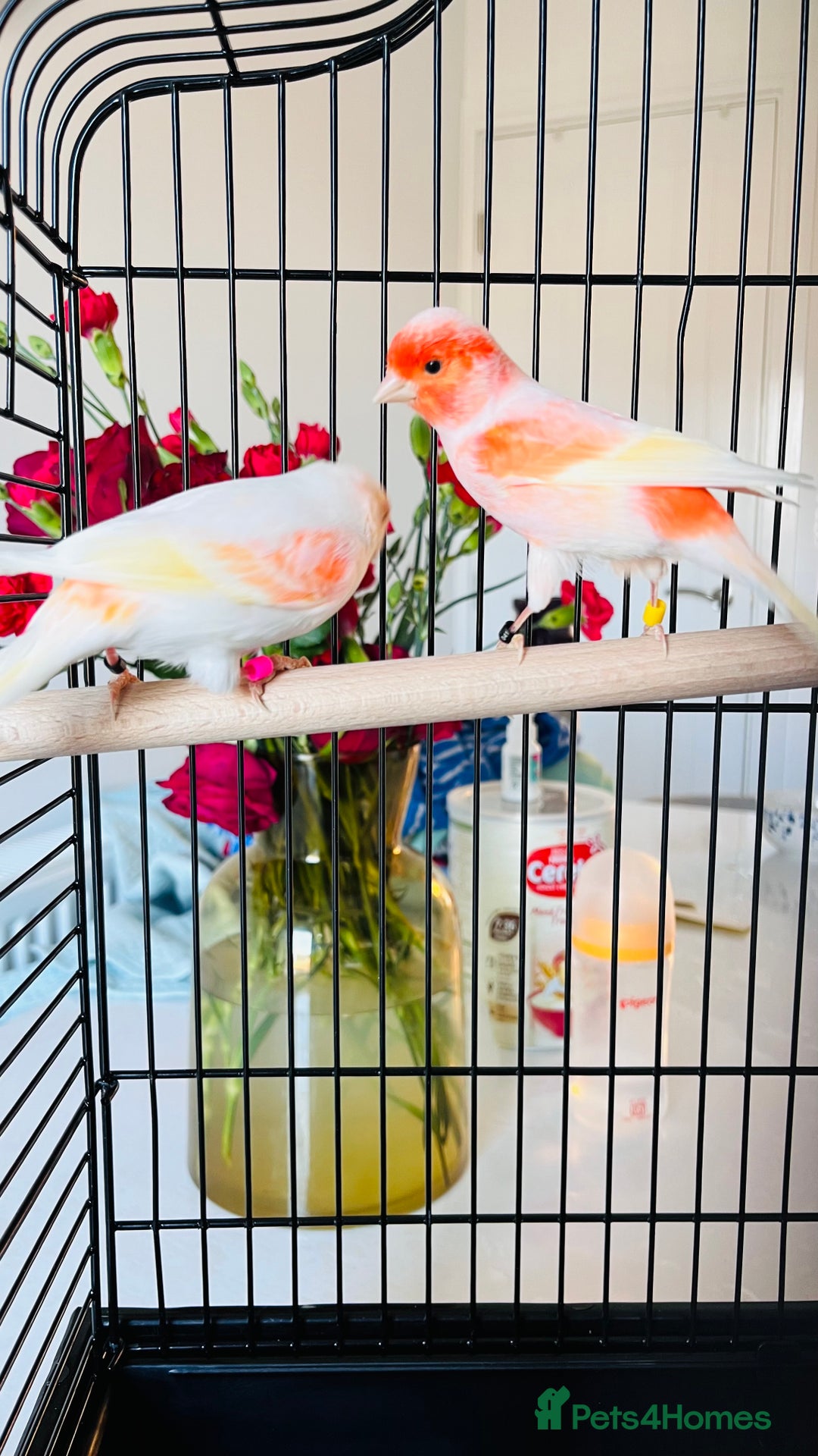 Canaries birds for sale: “Beautiful Mosaic Canary Pair + Cage +Food - Advert 2