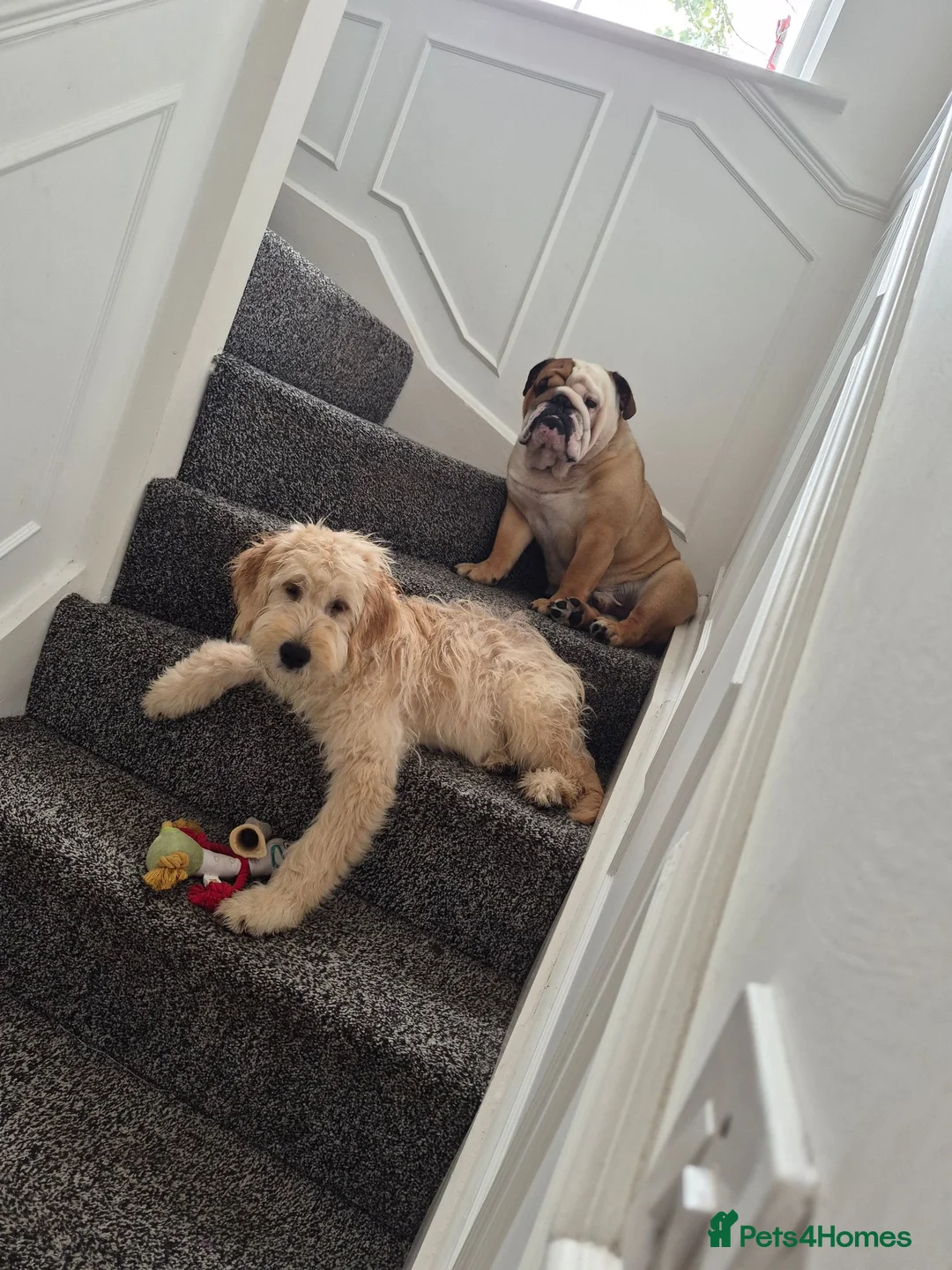 Goldendoodle dogs for sale: Goolden doodle  - Advert 4