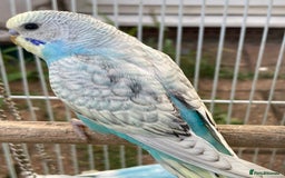Budgerigars birds for sale: Young budgies for sale in Norbury - Image 5
