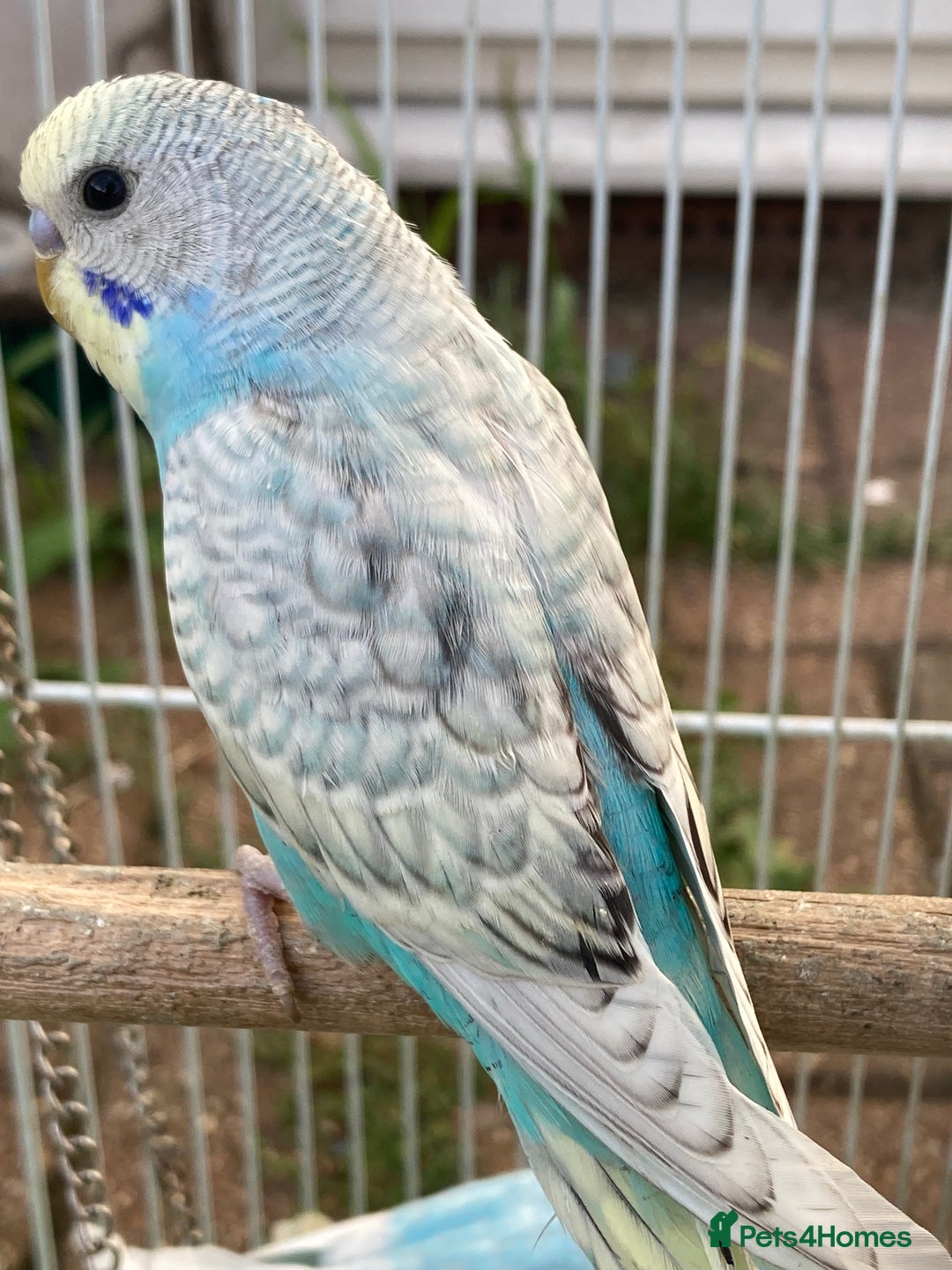 Budgerigars birds for sale: Young budgies for sale in Norbury - Image 5