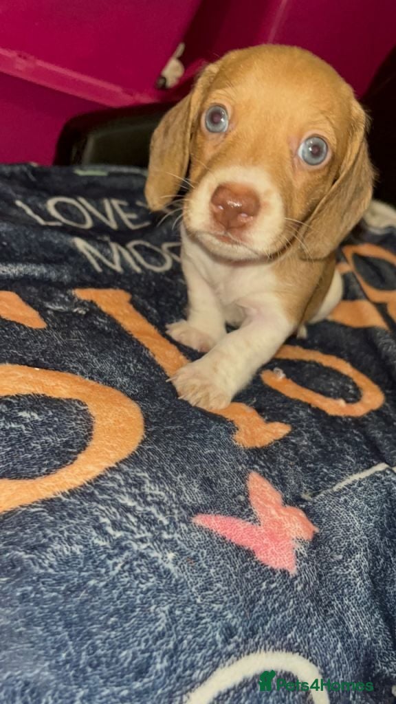Miniature Dachshund dogs Beautiful Piebald Miniature Dachshund Puppies - Advert 3