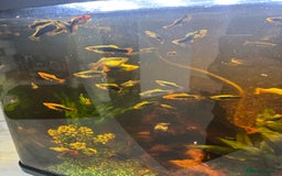 Platies fish for sale: Fish for sale - Image 1