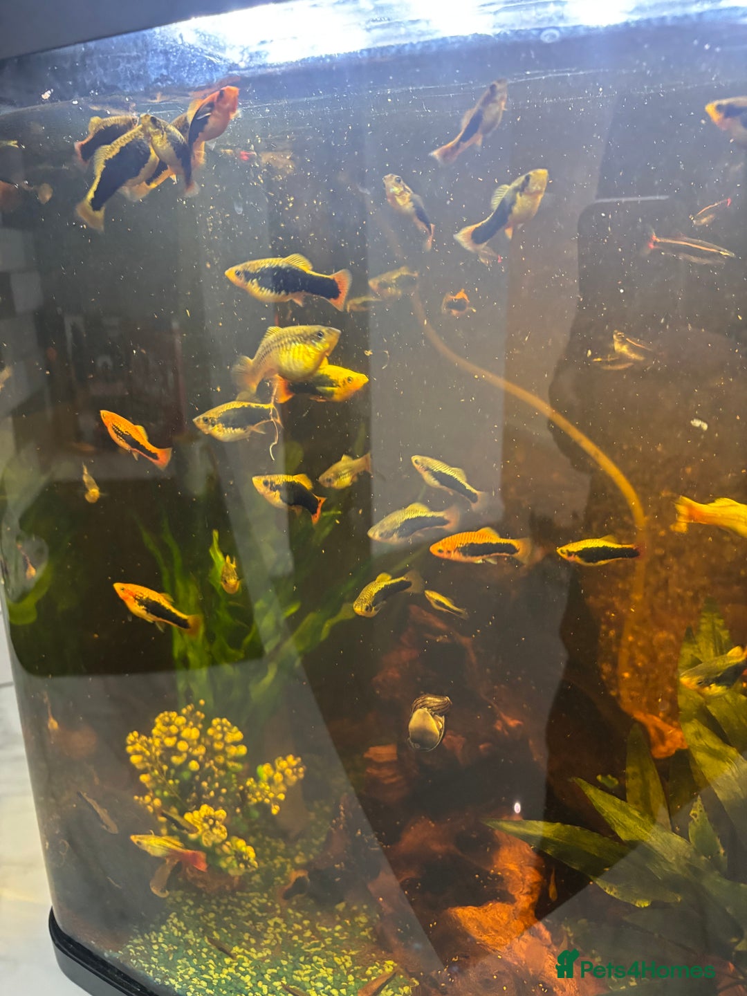 Platies fish for sale: Fish for sale - Image 1