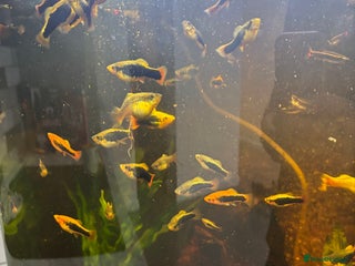 Platies fish - Advert 23