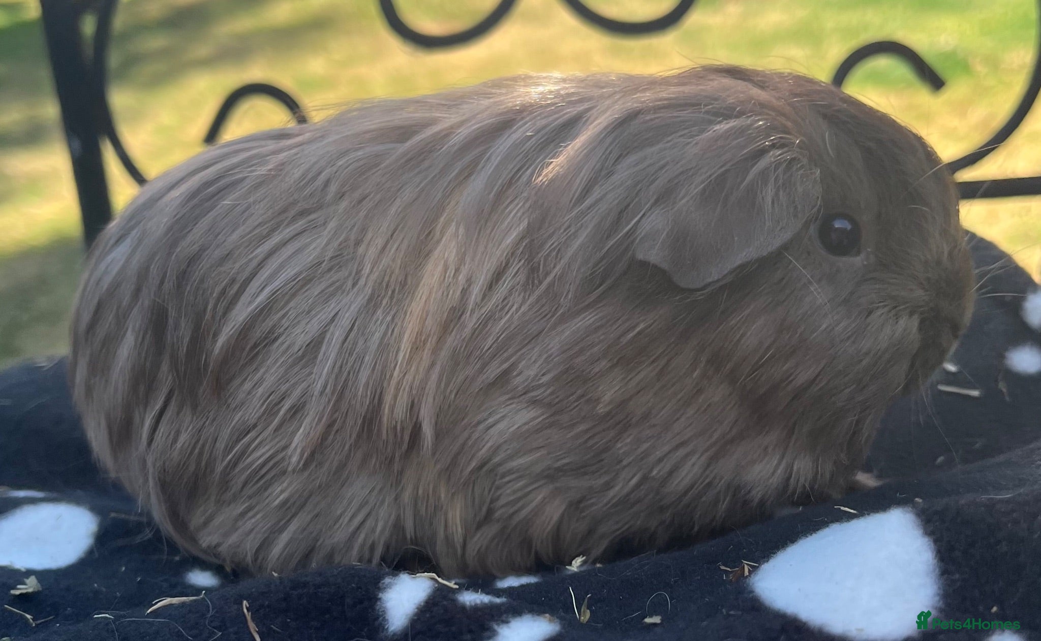 Guinea Pig rodents Guniea pigs. - Advert 17