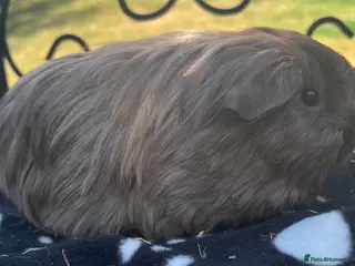 Guinea Pig rodents Guniea pigs. - Advert 17