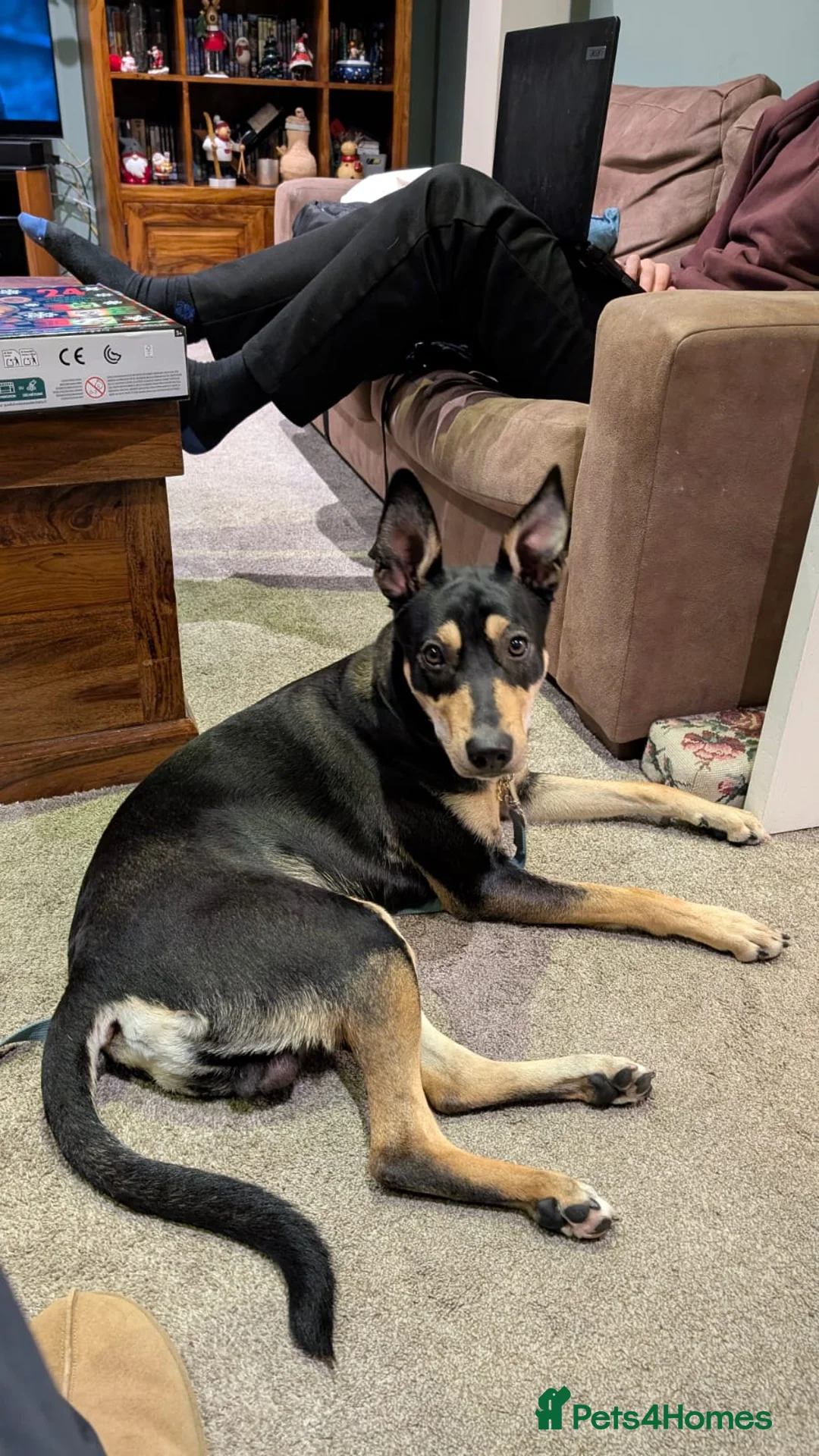 Mixed Breed dogs for adoption: Oreo - very sweet lad - Advert 20