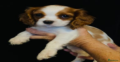 Cavalier King Charles Spaniel dogs - Advert 1