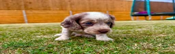 Cockapoo dogs for sale: Beautiful Cockapoo Babies 🐾🐾🐾 - Advert 19
