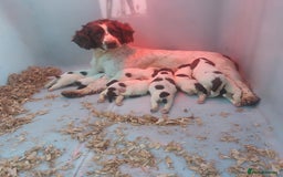 English Springer Spaniel dogs for sale: Springer spaniel pups  - Image 1