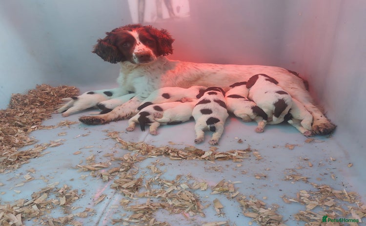 English Springer Spaniel dogs - Advert 5