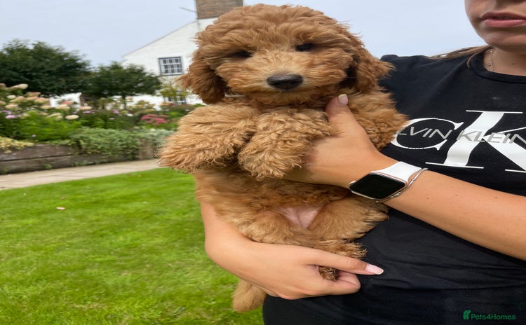Australian Labradoodle dogs - Advert 4