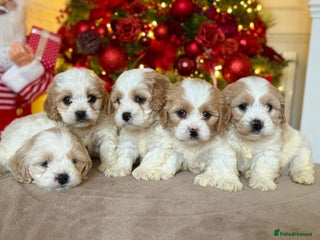 Cavapoo dogs Stunning extensively health tested Cavapoos - Advert 3