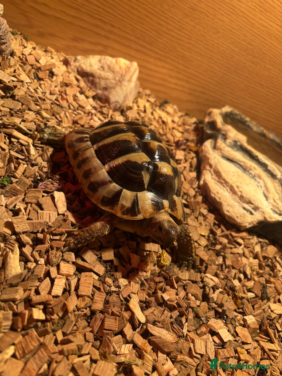 Tortoise reptiles for sale: Herman’s tortoise  - Advert 1