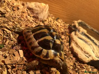 Tortoise reptiles Herman’s tortoise - Advert 4