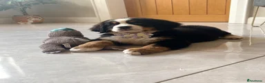 Bernese Mountain Dog 4