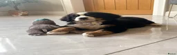 Bernese Mountain Dog dogs for sale: Kc Bernese mountain pups  - Advert 6