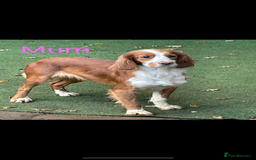 Cocker Spaniel dogs for sale: 5* KC Health tested Cocker spaniel puppies - Image 9