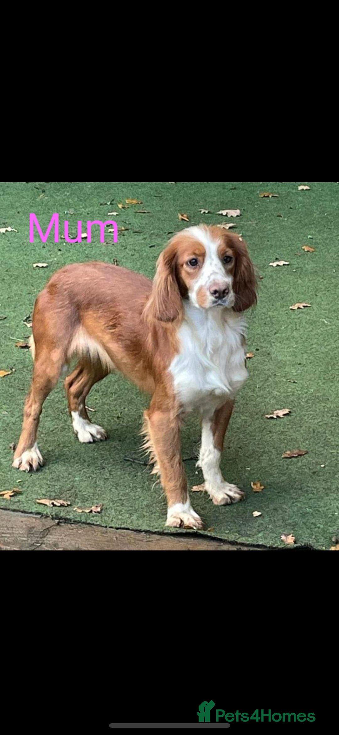 Cocker Spaniel dogs for sale: 5* KC Health tested Cocker spaniel puppies - Image 9