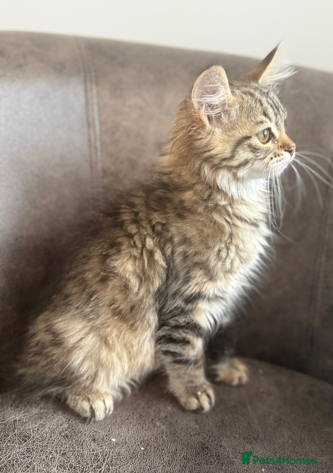 Siberian cats for sale: TICA registered Traditional  Siberians - Image 4