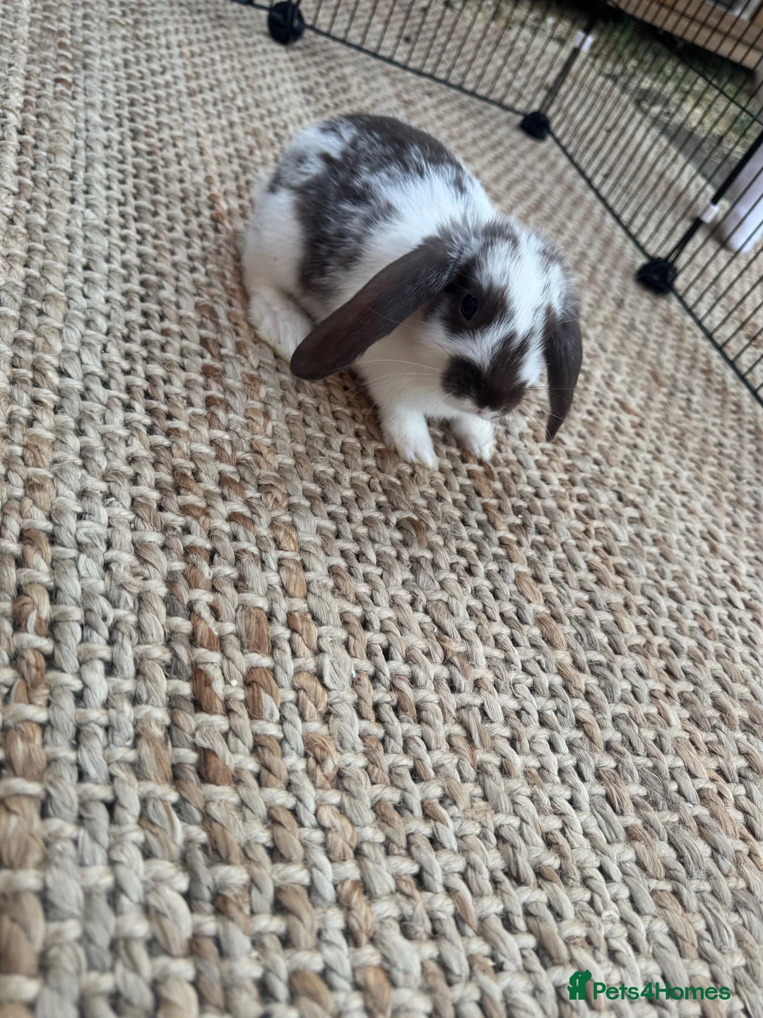 English Lop rabbits for sale: Rabbits  - Advert 1
