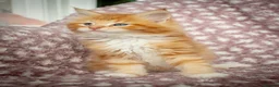 Maine Coon cats for sale: Beautiful Maine Coon Kittens - Advert 38
