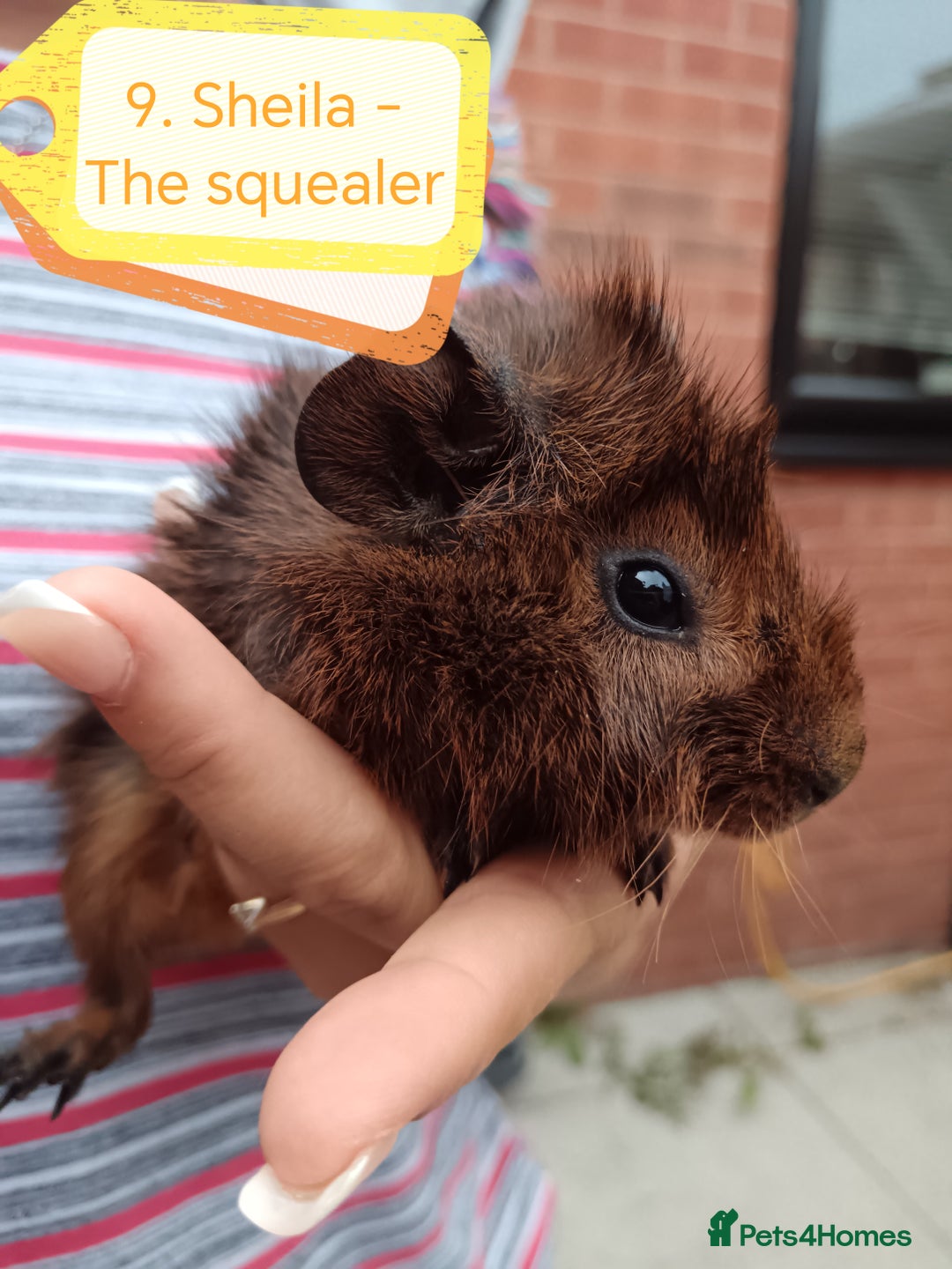 Guinea Pig rodents for sale: Abyssinian female guinea pigs for sale  - Image 2