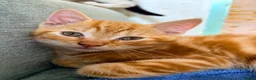 Mixed Breed cats for sale: Bengal/Maine Coon mix • stunning & affectionate  - Advert 10