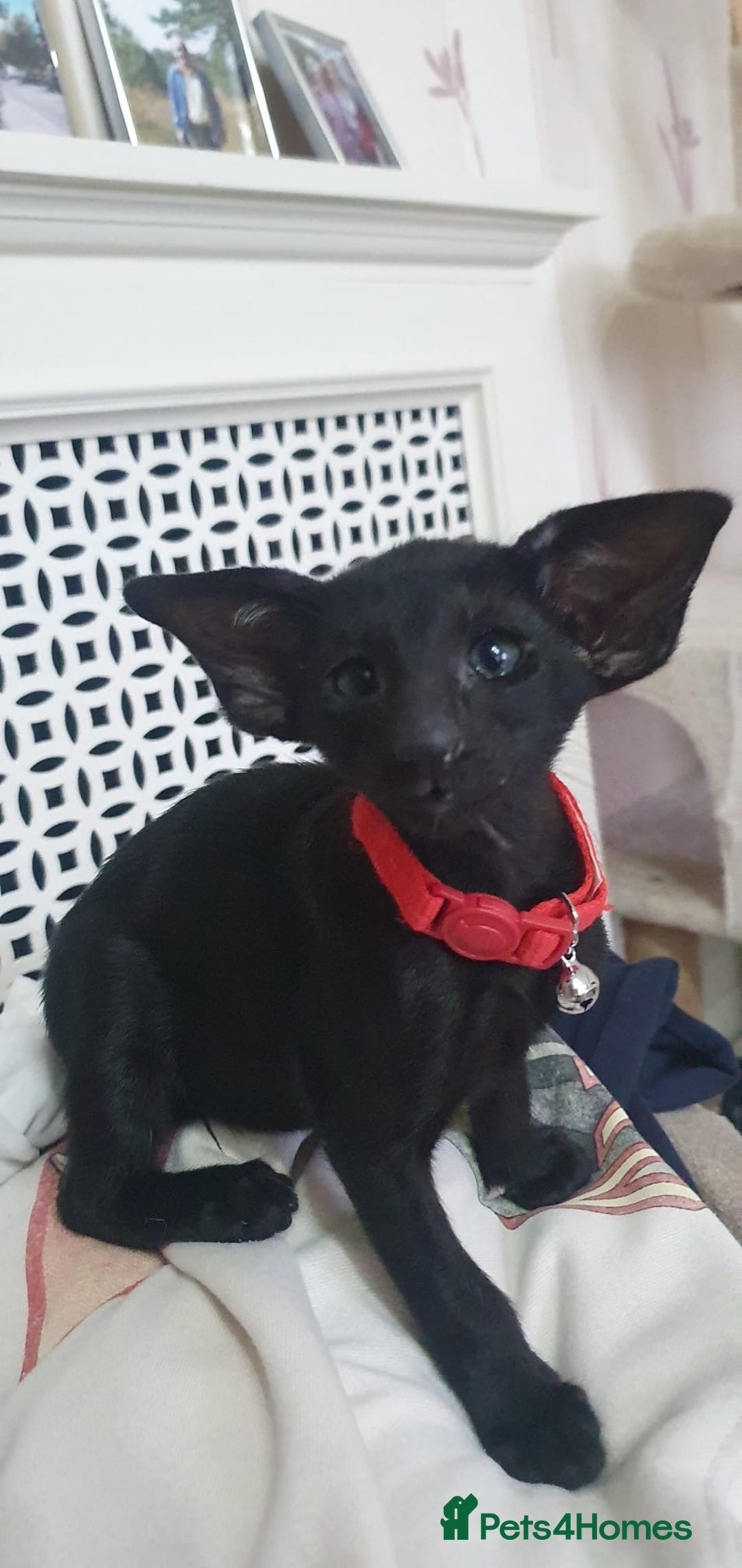 Oriental cats for sale: Beautiful Oriental Kittens for Sale - Advert 21