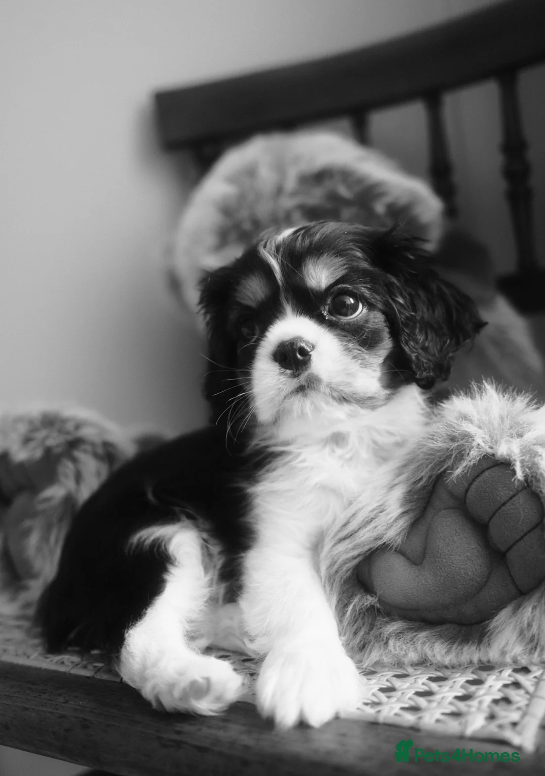 Cavalier King Charles Spaniel dogs for sale: KC Reg/Fully Health Tested Tri Boy - Advert 3
