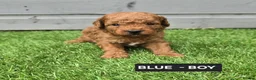Toy Poodle dogs for sale: STUNNING RED KC TOY POODLE 🤩🐶 - Advert 17