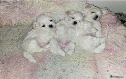Maltese dogs for sale: FULL KOREAN KC REGISTERED MALTESE PUPIES - Image 1