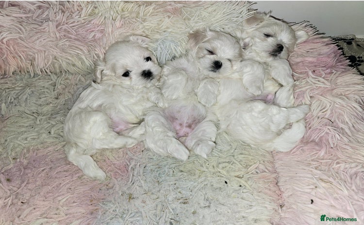 Maltese dogs - Advert 2