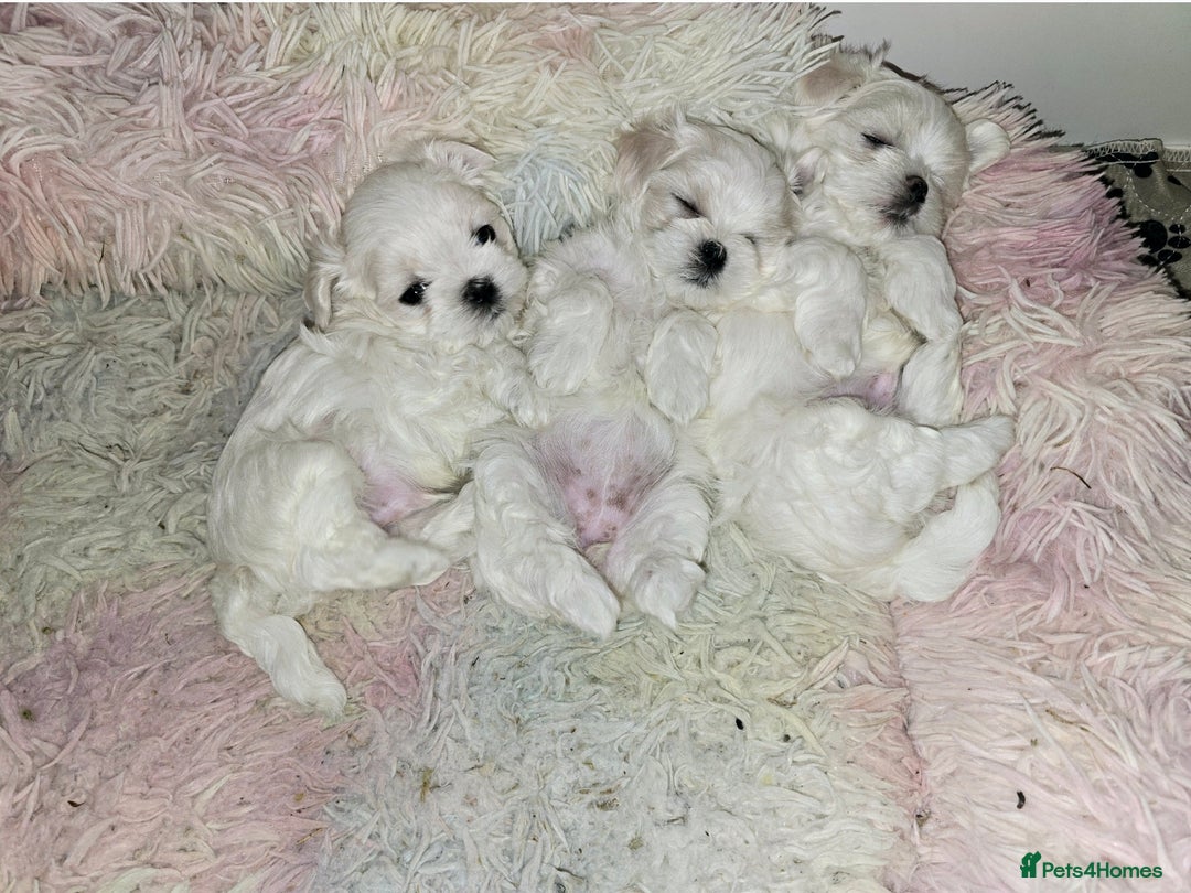 Maltese dogs for sale: FULL KOREAN KC REGISTERED MALTESE PUPIES - Image 1