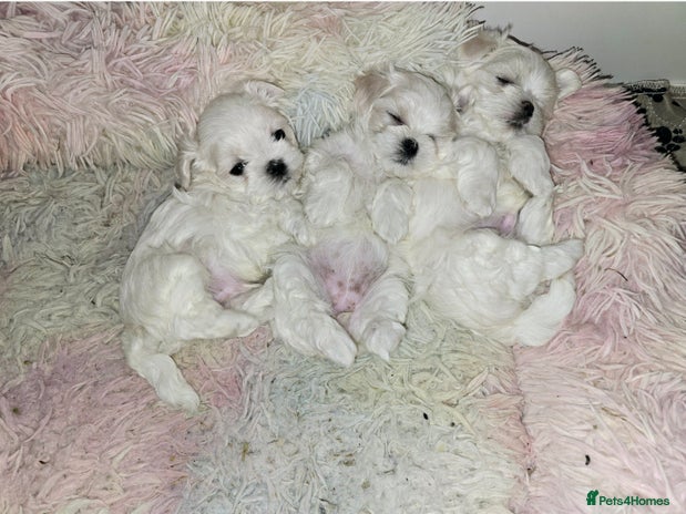 Maltese dogs - Advert 16