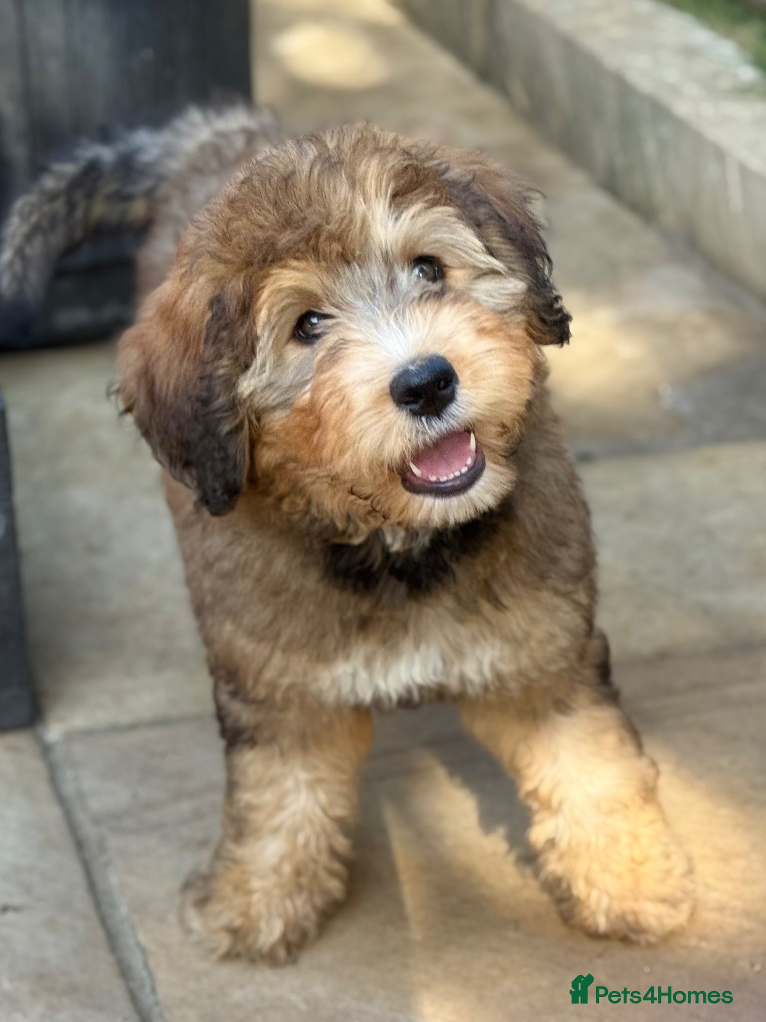 Bernedoodle dogs Female F1 Standard Bernedoodle puppy - Advert 2
