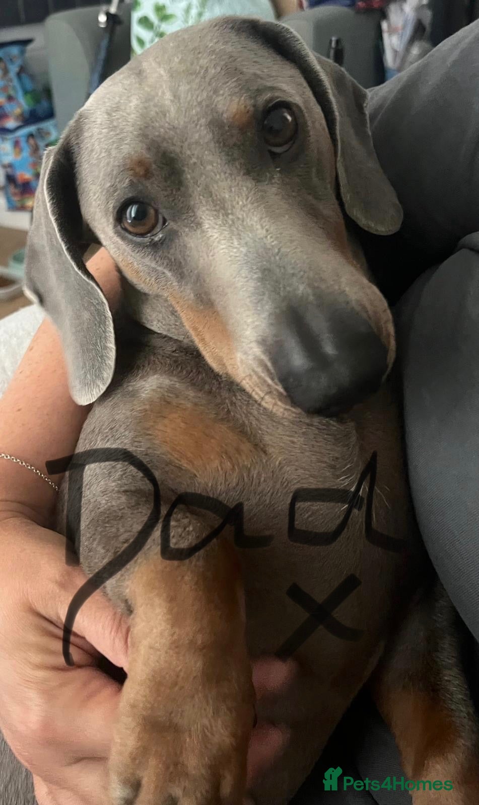 Dachshund dogs Tri dapple pups - Advert 16
