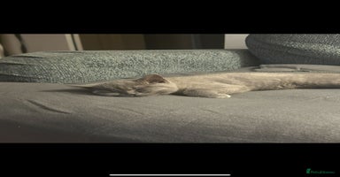 British Shorthair cats Reduced to clear  pure BSH blue  girl £4500 - Advert 6