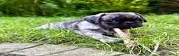 Pug dogs for sale: Adorable one of a kind. loving KCreg PUG puppies  - Advert 18
