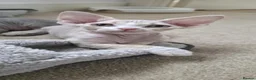 Devon Rex cats for sale: ❤️ Gorgeous Devon Rex Kittens ❤️ - Advert 13
