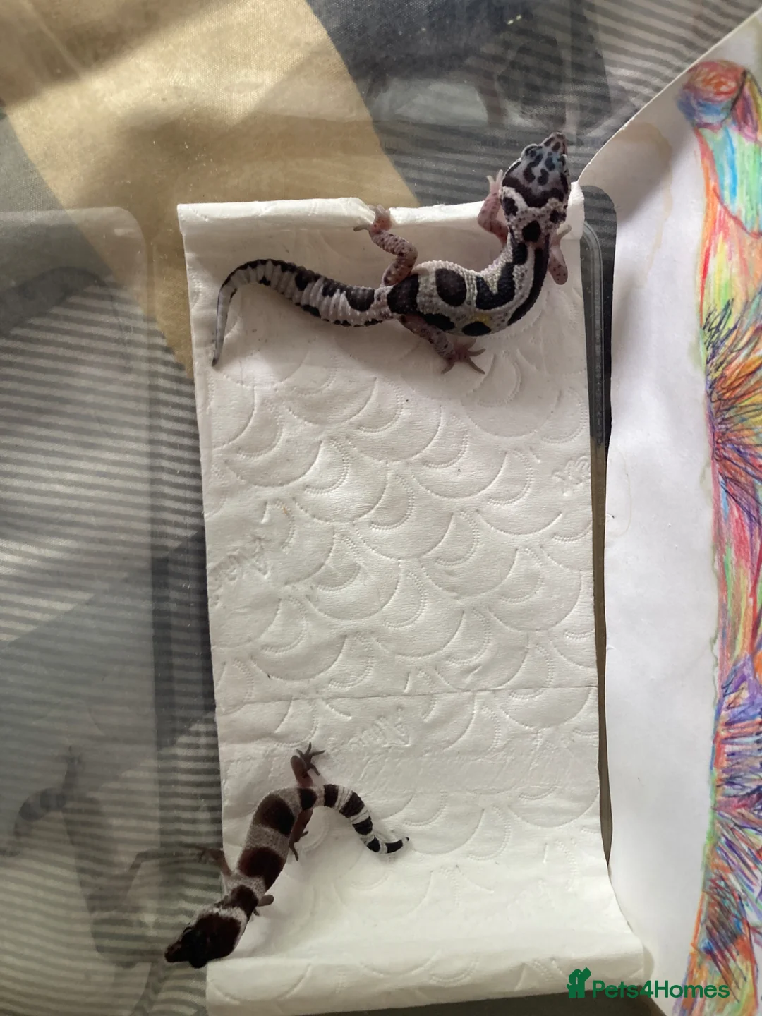 Gecko reptiles for sale: Lepard Geckos For Sale  - Advert 2