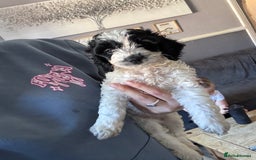 Cockapoo dogs for sale: Cockapoo puppies - Image 11
