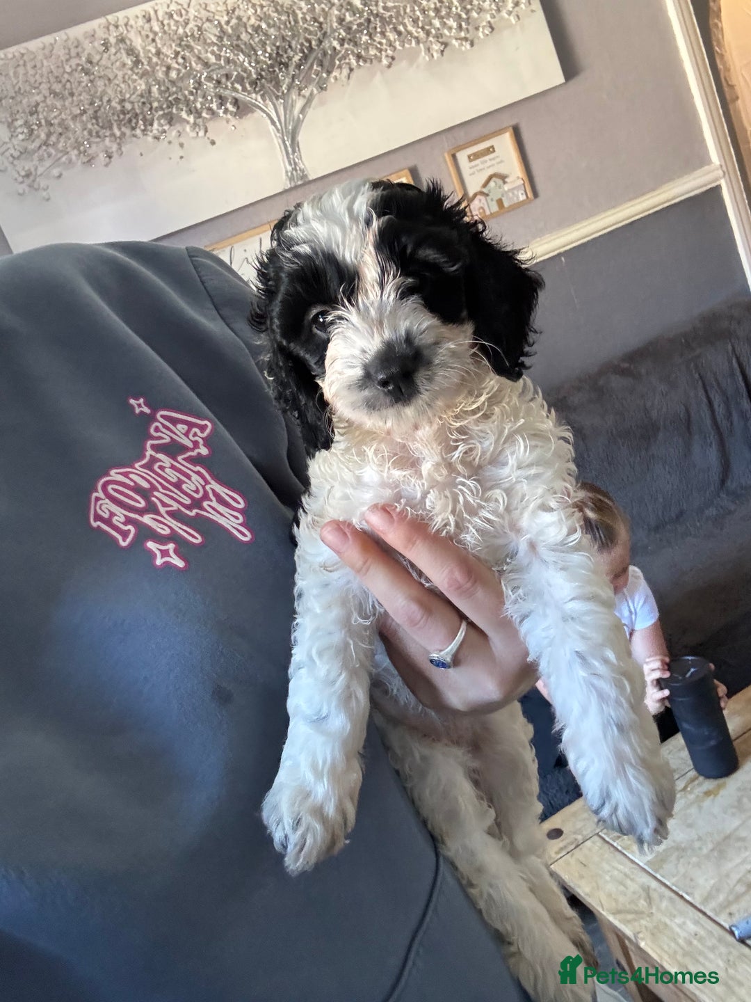 Cockapoo dogs for sale: Cockapoo puppies - Image 11