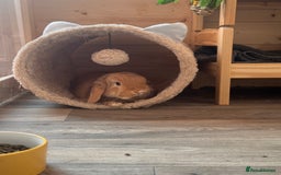 Mini Lop rabbits for sale: Two bonded mini lops for sale  - Image 3
