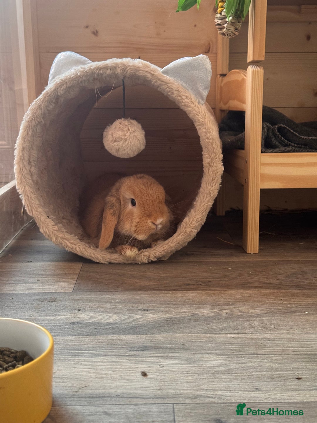 Mini Lop rabbits for sale: Two bonded mini lops for sale  - Image 3