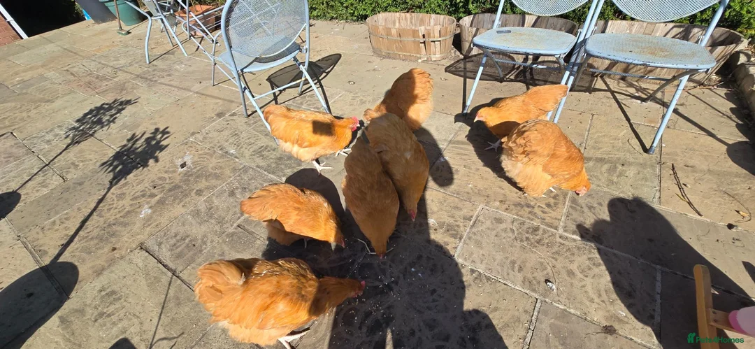 Chickens poultry for sale: POL buff orpington hens for sale - Advert 3