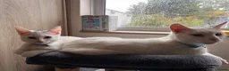Mixed Breed cats for sale: White and tabby kittens  - Advert 9