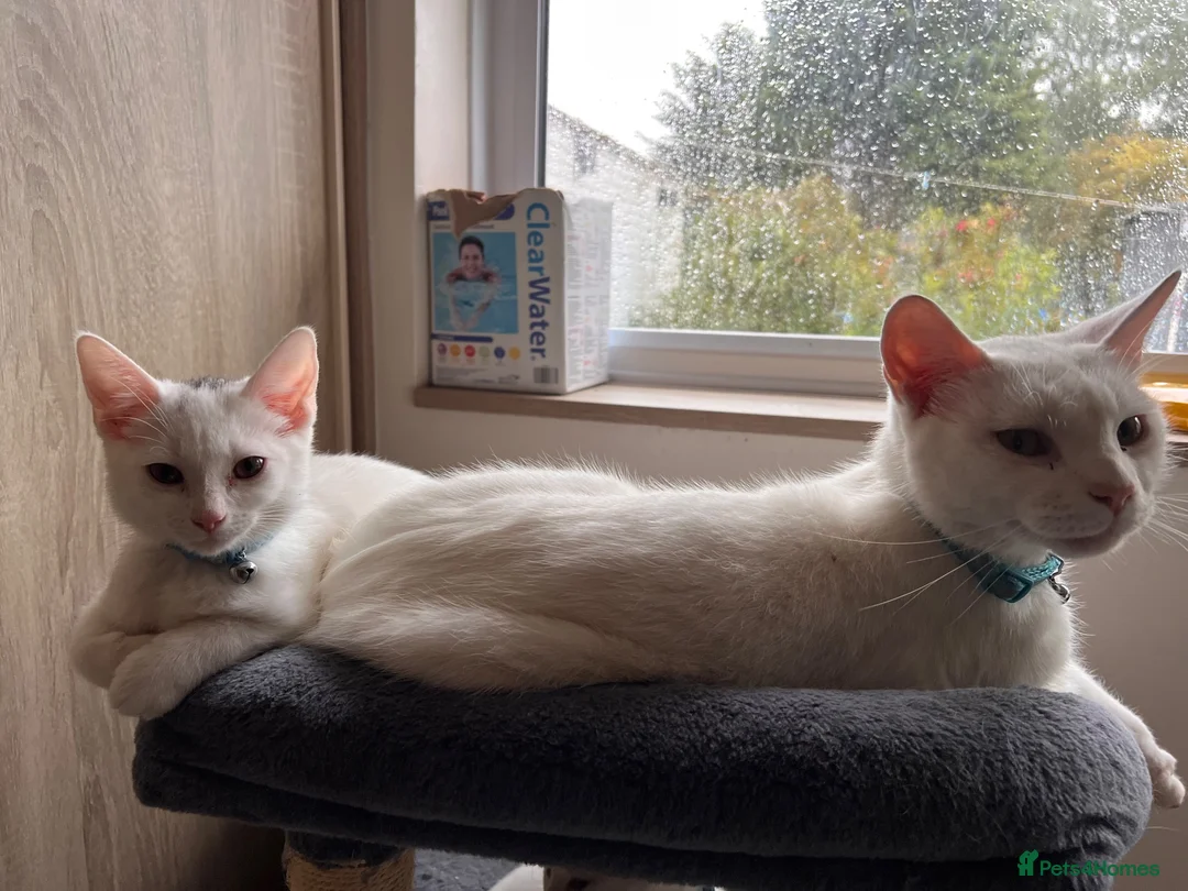 Mixed Breed cats for sale: White and tabby kittens  - Advert 9
