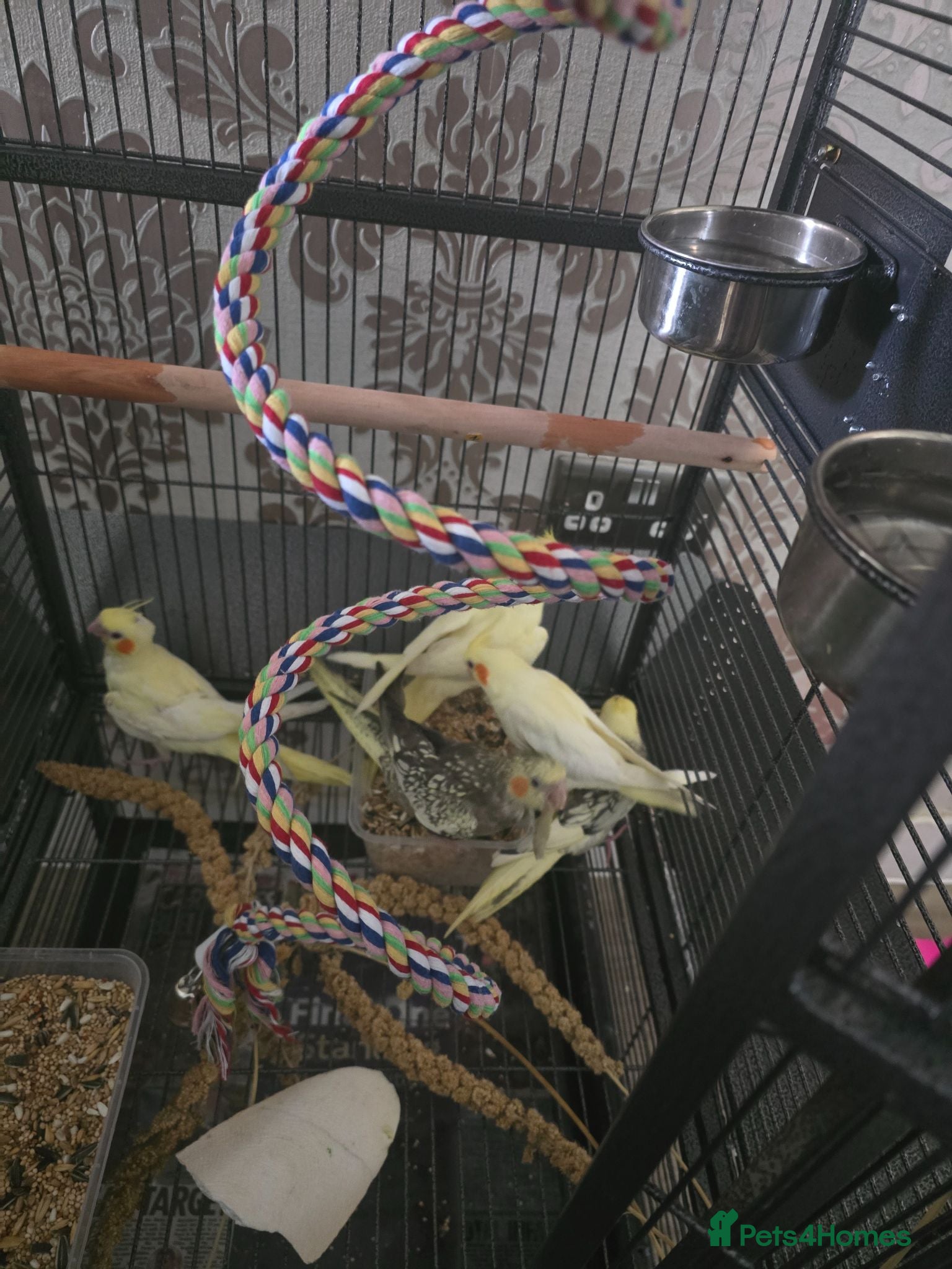 Cockatiels birds Cockatiel hand reared  - Advert 2