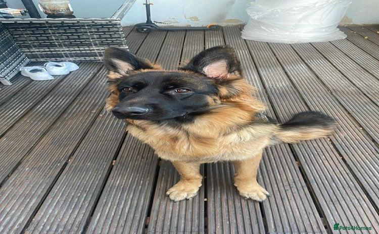 German Shepherd dogs - Advert 1